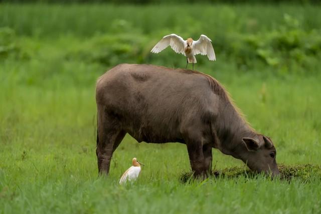菊霸：当枪口对准天空我如何守住最后的猎人尊严